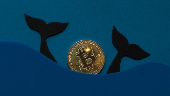 bitcoin’s-bull-run-gets-a-boost-from-whale-accumulators,-but-retail-still-the-king-in-ownership
