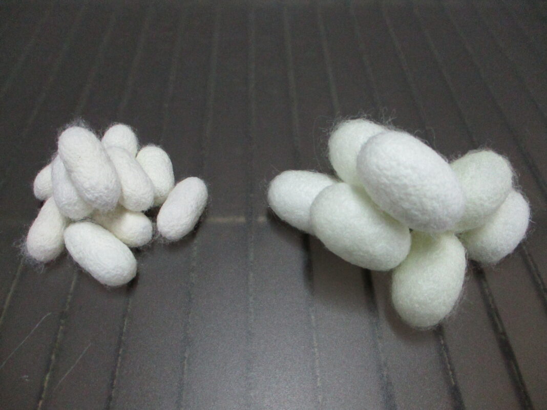 Kraig Biocraft Laboratories Recaps Year of Breakthrough Achievements with BAM-1 Hybrids