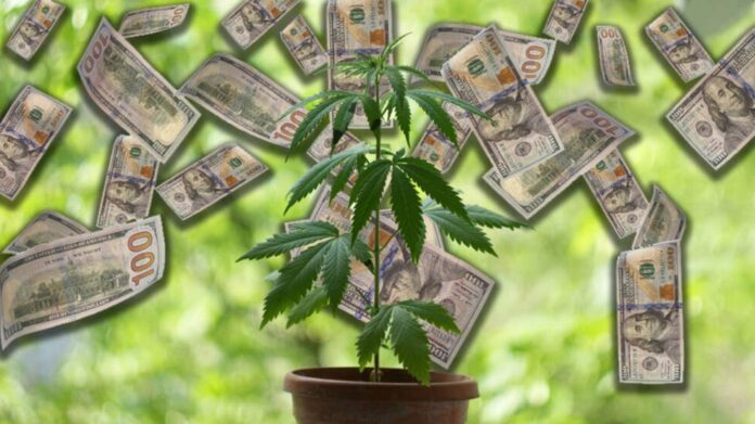 from-prison-to-profits:-here’s-how-this-entrepreneur’s-cannabis-business-makes-$800,000-monthly