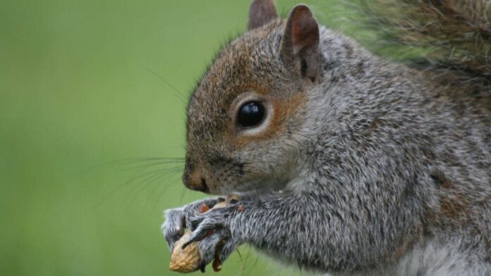 peanut-the-squirrel-surpasses-shiba-inu-in-trading-volume:-is-$1-next?